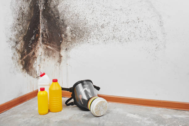 Best Certified Mold Removal  in Forsyth, IL