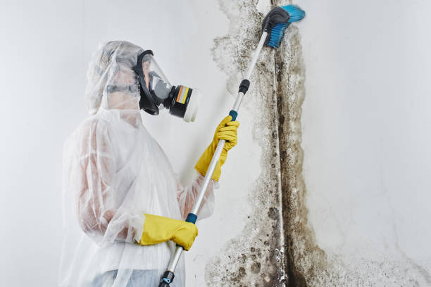 Best Mold Testing  in Forsyth, IL