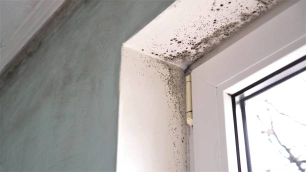 Best Same-Day Mold Removal  in Forsyth, IL
