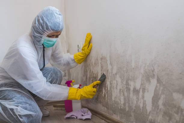Best Fast Mold Removal  in Forsyth, IL