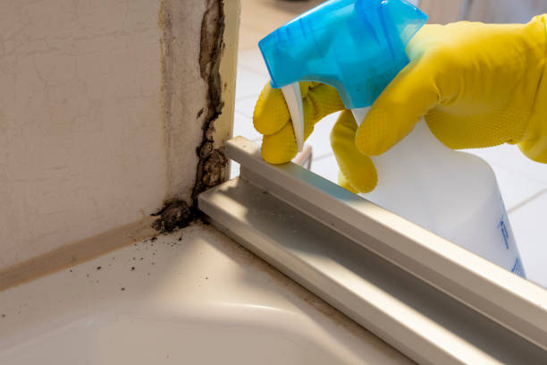 Best Local Mold Removal Service  in Forsyth, IL