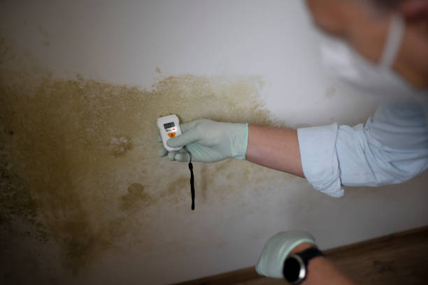 Best Affordable Mold Removal  in Forsyth, IL