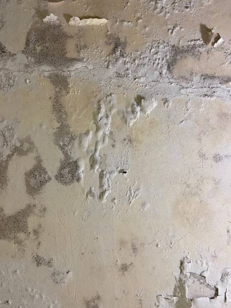 Best Home Mold Removal  in Forsyth, IL