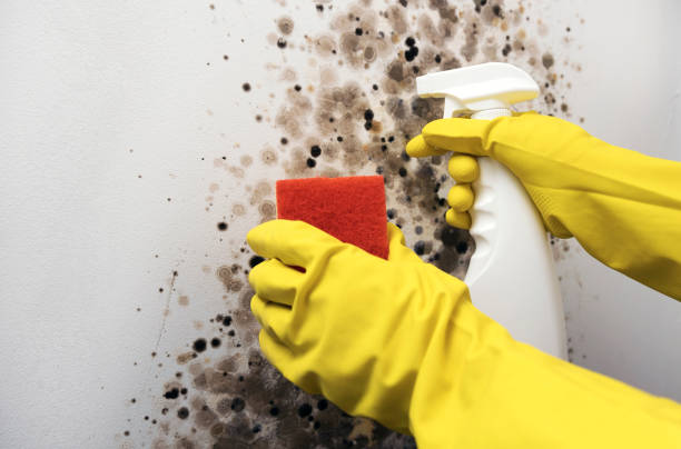 Best Mold Removal Company Near Me  in Forsyth, IL