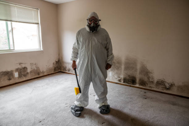 Best Mold Damage Repair  in Forsyth, IL