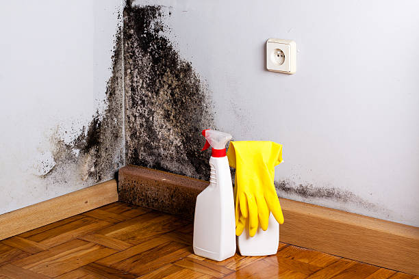 Best Mold Removal Near Me  in Forsyth, IL