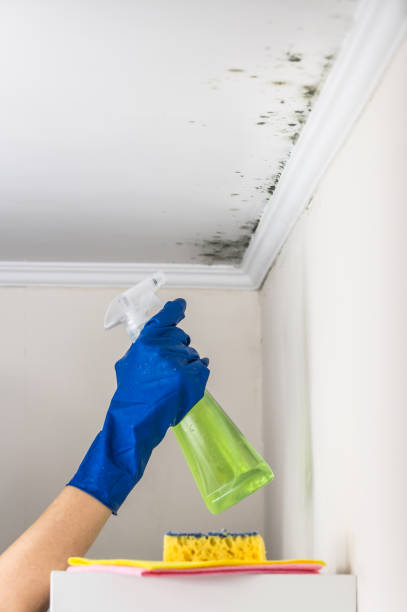 Best Best Mold Removal Companies  in Forsyth, IL